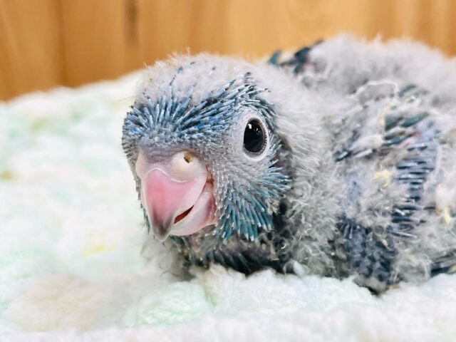 サザナミインコ