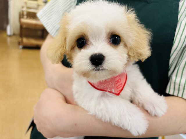 メッロメロにしちゃうぞぉ〜♡♡ミックス犬ちゃん(キャバリア×ビションフリーゼ)