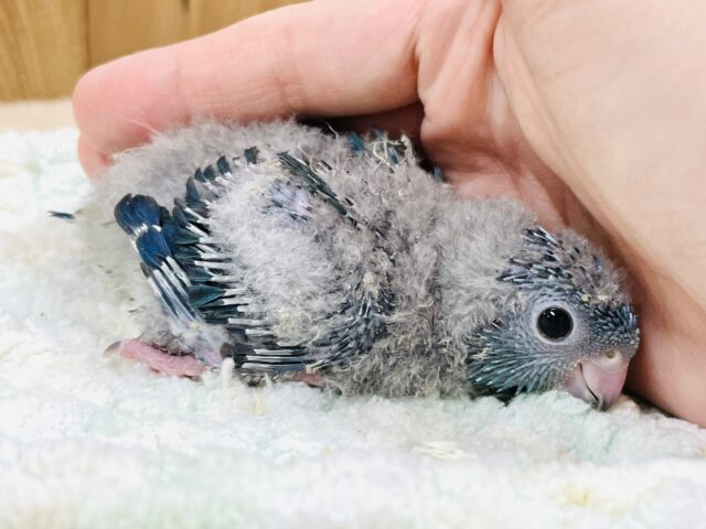 サザナミインコ