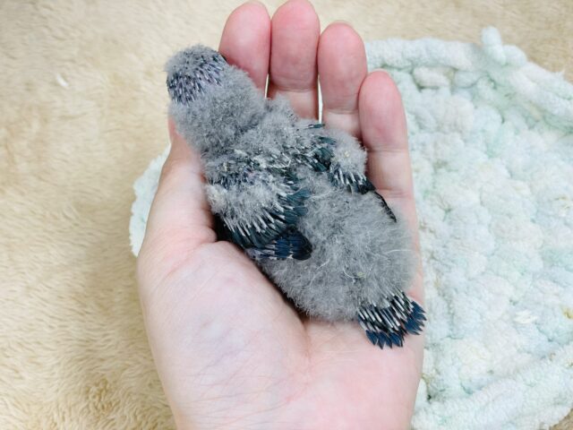 サザナミインコ