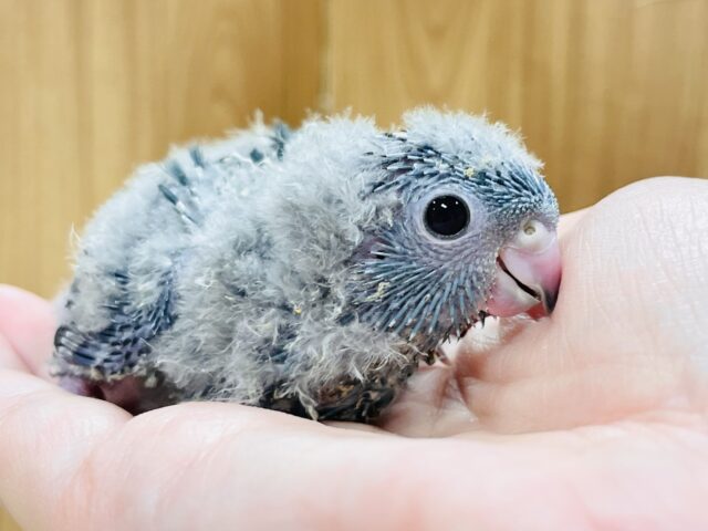 サザナミインコ