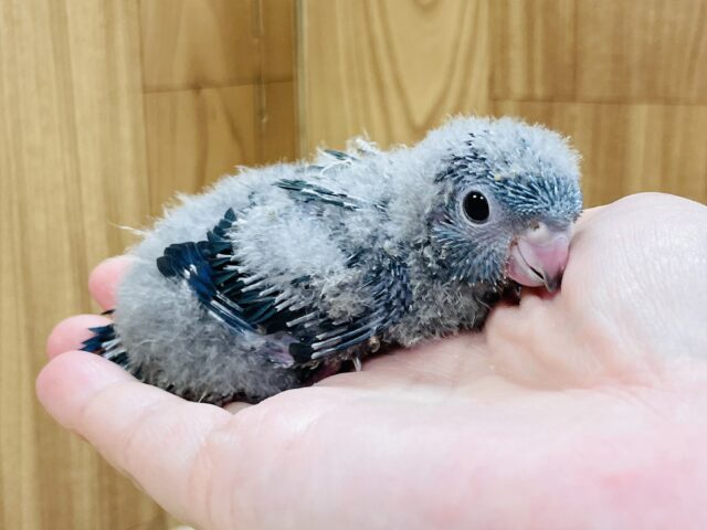 サザナミインコ