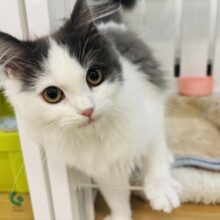 超ホヤホヤ最新画像✨甘ったれすぎて液状化？？？サイベリアンくん！