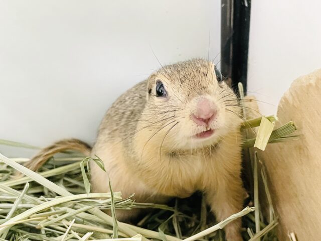 リチャードソンジリス