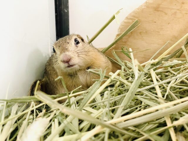 リチャードソンジリス