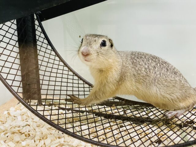 リチャードソンジリス