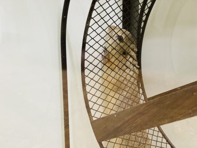 リチャードソンジリス