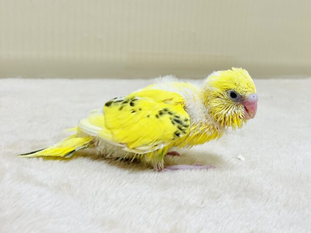 セキセイインコ