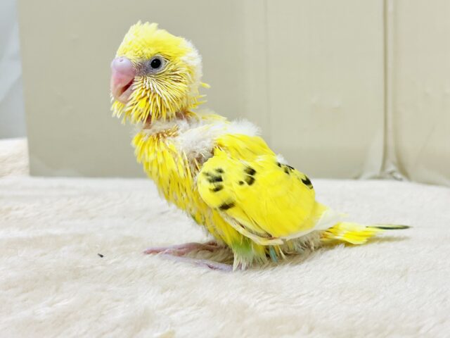 セキセイインコ