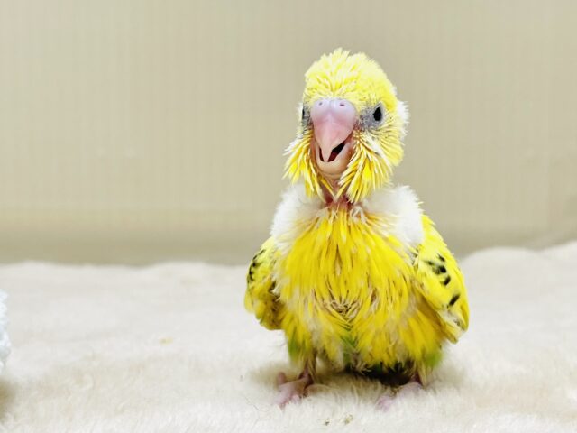 セキセイインコ