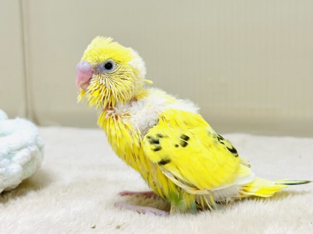 セキセイインコ