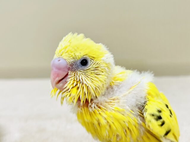 表情豊かなセキセイインコちゃん💛（ハルクイン）ヒナ