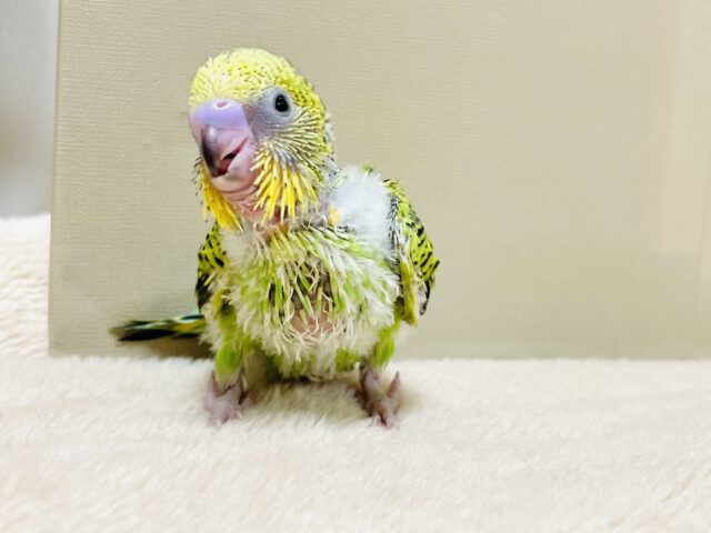 セキセイインコ