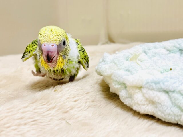 セキセイインコ