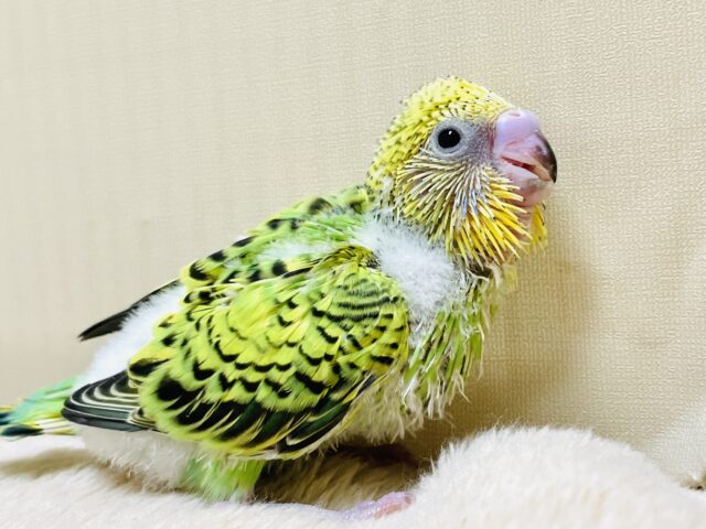 セキセイインコ