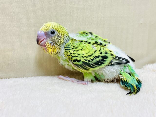 セキセイインコ