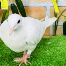 上品さが出てきました♡！銀鳩！