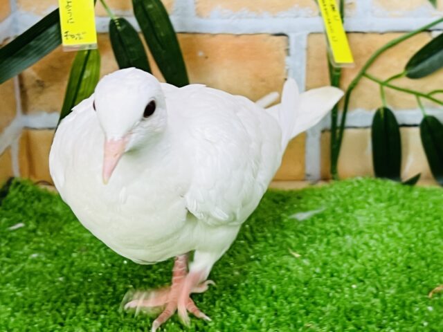 上品さが出てきました♡！銀鳩！