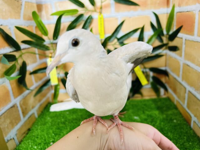 ジュズカケバト