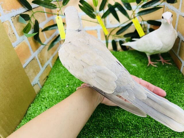 ジュズカケバト