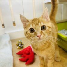 超ホヤホヤ最新画像✨僕のそばにず～っといてっ！マンチカンくん！