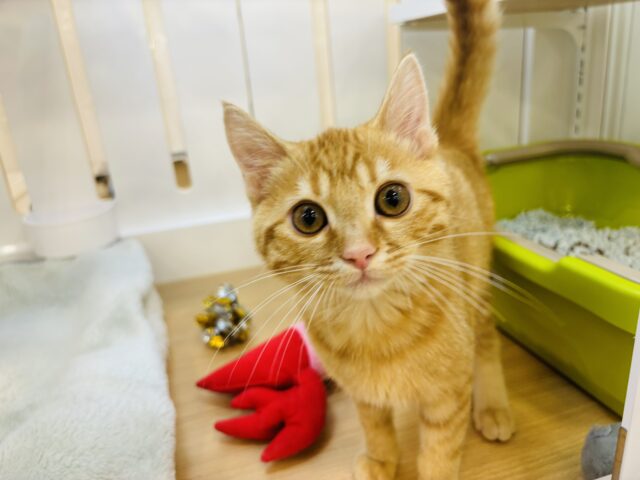 超ホヤホヤ最新画像✨僕のそばにず～っといてっ！マンチカンくん！