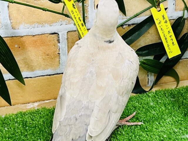 ジュズカケバト