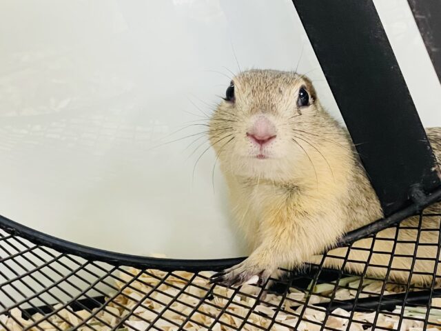 リチャードソンジリス