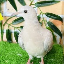 まったり成長しておりますポ♪ジュズカケ鳩です