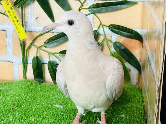 まったり成長しておりますポ♪ジュズカケ鳩です