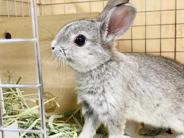 ミニウサギ