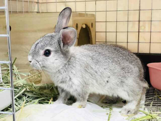 ミニウサギ