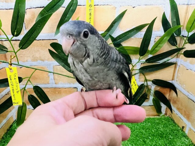 サザナミインコ