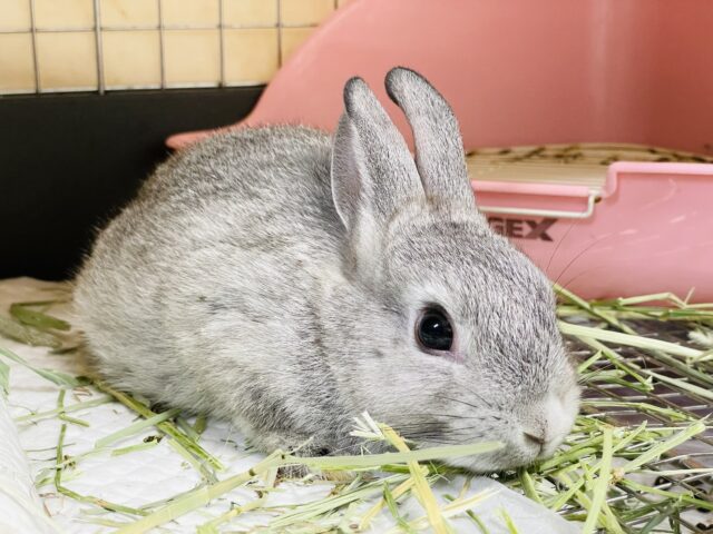 ミニウサギ