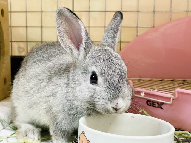 ミニウサギ
