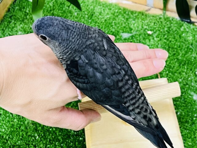 サザナミインコ