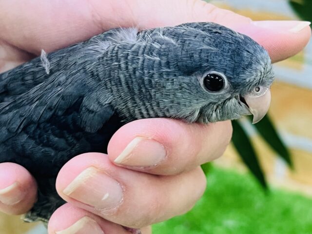 サザナミインコ