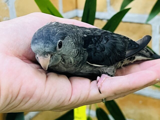 サザナミインコ