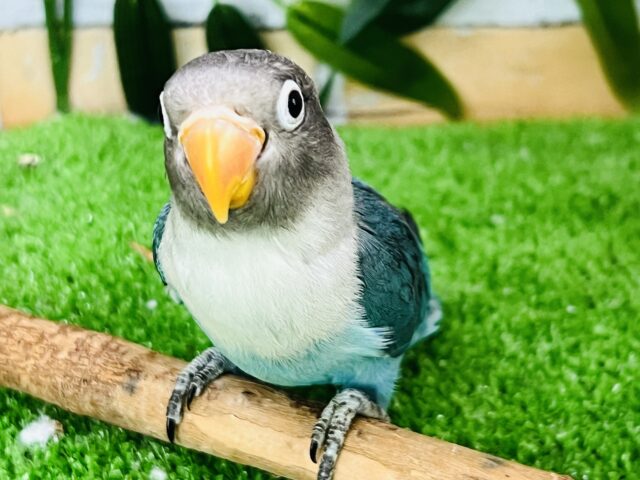 7/16更新☆素敵なブルー。ボタンインコ入荷です。