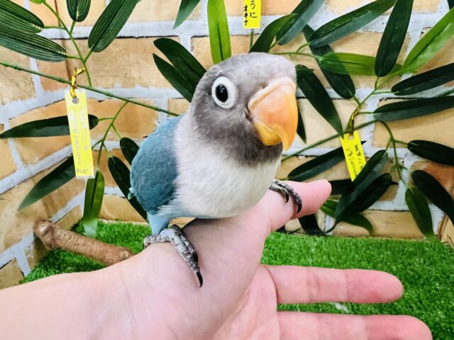 ブルーボタンインコ
