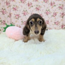 最新画像更新❕❕おっとりタイプ☆　ミニチュアダックスの女のコ　2025.6/5撮影