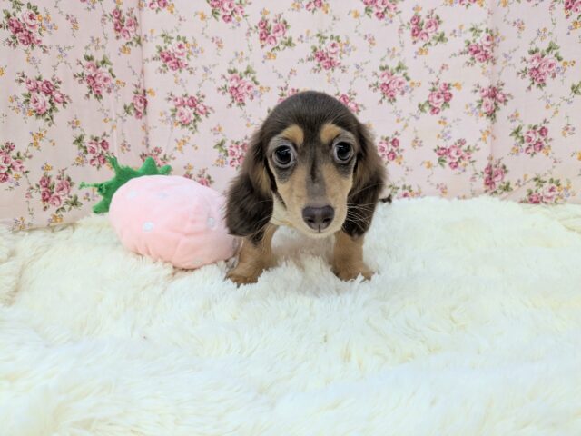 最新画像更新❕❕おっとりタイプ☆　ミニチュアダックスの女のコ　2025.6/5撮影