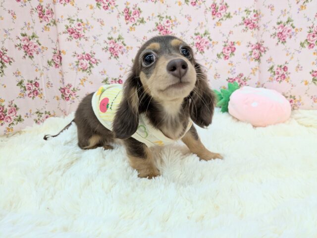 ミニチュアダックス