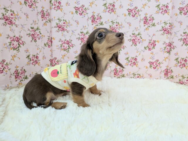 ミニチュアダックス