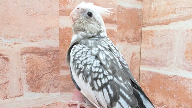 【☆最新画像更新☆】🤍🖤オカメインコ🖤🤍WFパールパイド オカメインコ