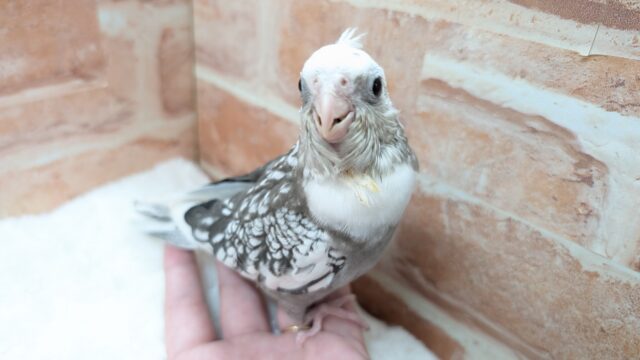 【☆最新画像更新☆】🤍🖤オカメインコ🖤🤍WFパールパイド オカメインコ