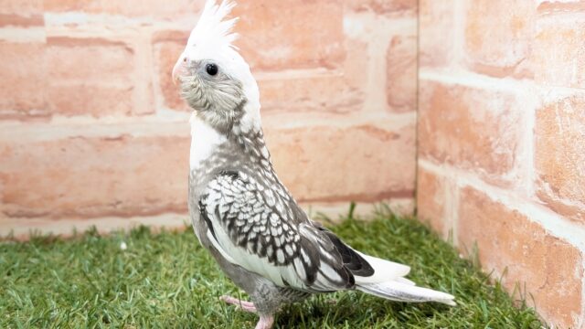 【☆最新画像更新☆】🤍🖤オカメインコ🖤🤍WFパールパイド オカメインコ