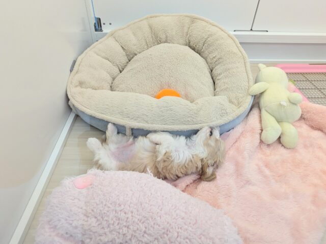 キャバリア×マルチーズ