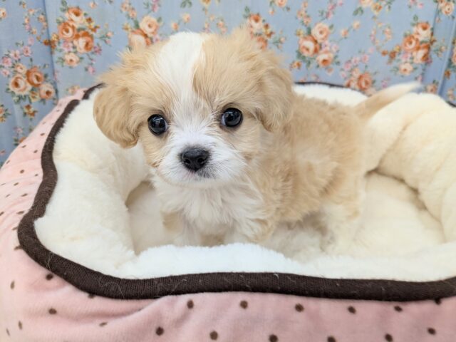 キャバリア×マルチーズ