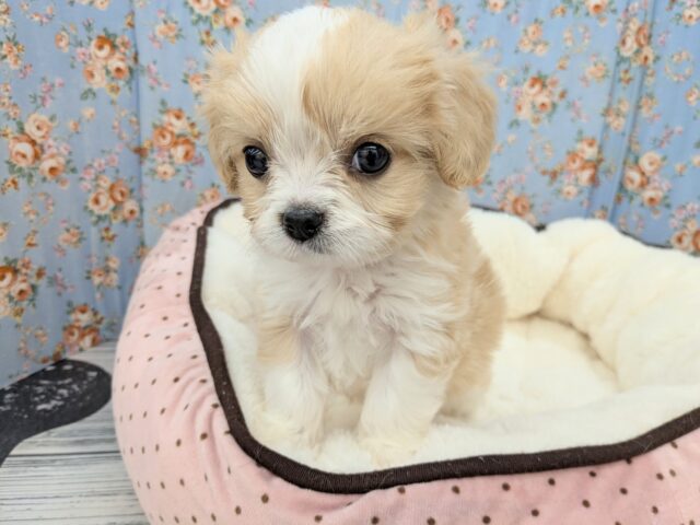 キャバリア×マルチーズ